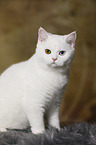 sitting British Shorthair