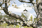 British Shorthair on tree