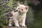 British Shorthair Kitten