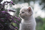 British Shorthair Kitten