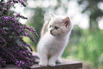 British Shorthair Kitten