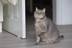 British Shorthair at apartment