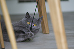 British Shorthair at apartment