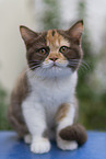 British Shorthair Kitten