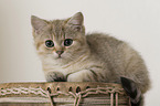 British Shorthair Kitten