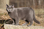 blue British Shorthair