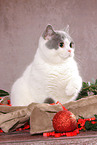 female British Shorthair