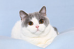 female British Shorthair