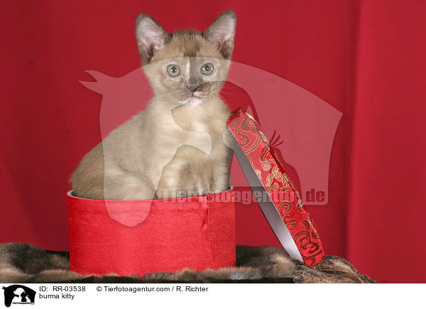 burma kitty / RR-03538