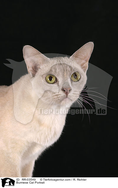 Burmese Cat Portrait / RR-03549