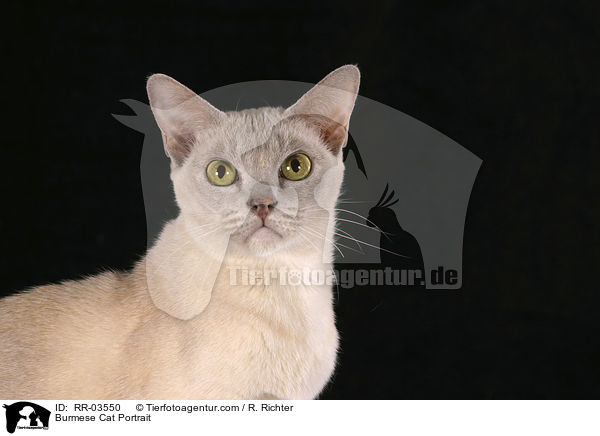 Burmese Cat Portrait / RR-03550