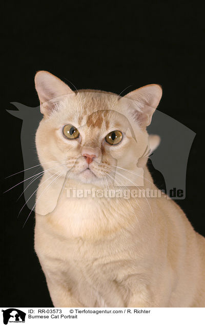 Burmese Cat Portrait / RR-03573