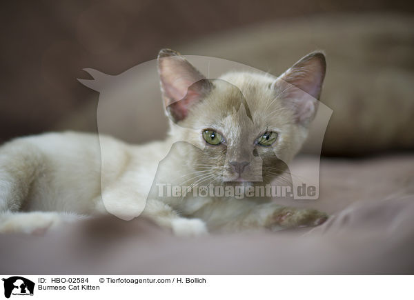 Burmese Cat Kitten / HBO-02584