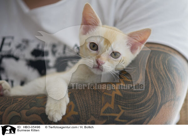 Burmese Kitten / HBO-05496