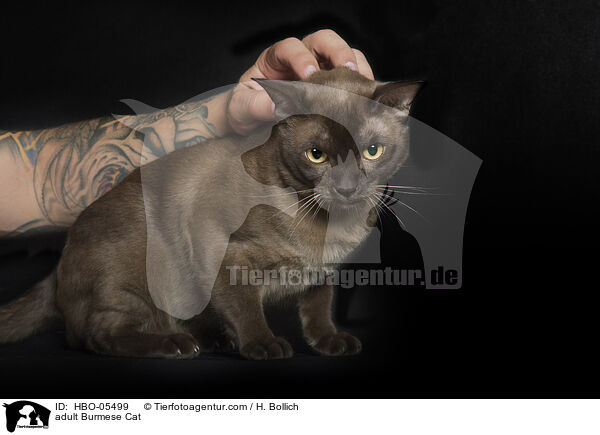 adult Burmese Cat / HBO-05499