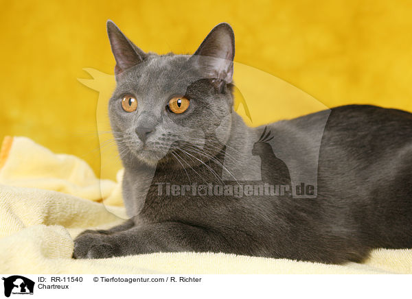 echte Kartuser / Chartreux / RR-11540