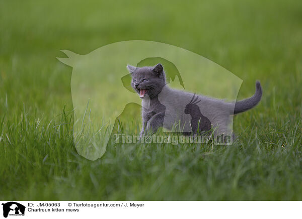 Chartreux Ktzchen maunzt / Chartreux kitten mews / JM-05063