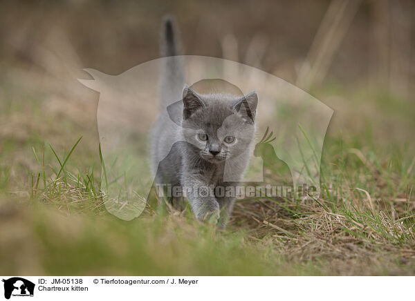 Chartreux kitten / JM-05138