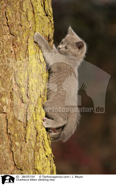 Chartreux kitten climbing tree / JM-05154