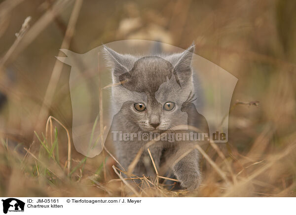 Chartreux kitten / JM-05161