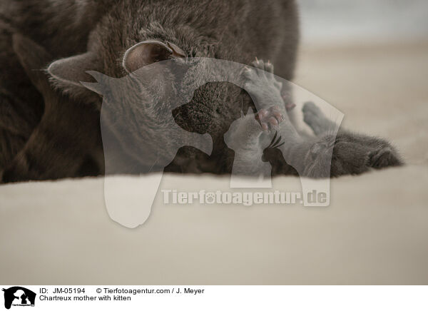 Chartreux mother with kitten / JM-05194