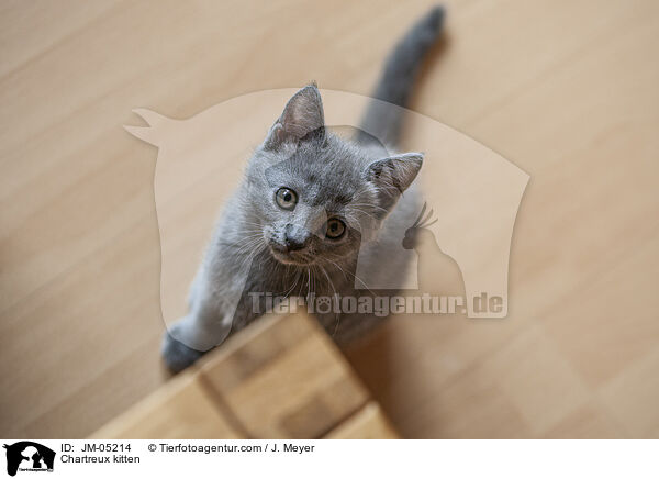 Chartreux kitten / JM-05214