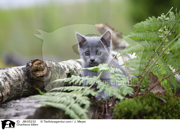 Chartreux kitten / JM-05232