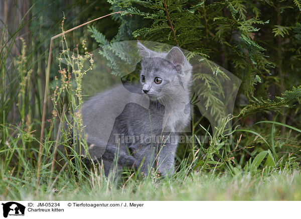 Chartreux kitten / JM-05234