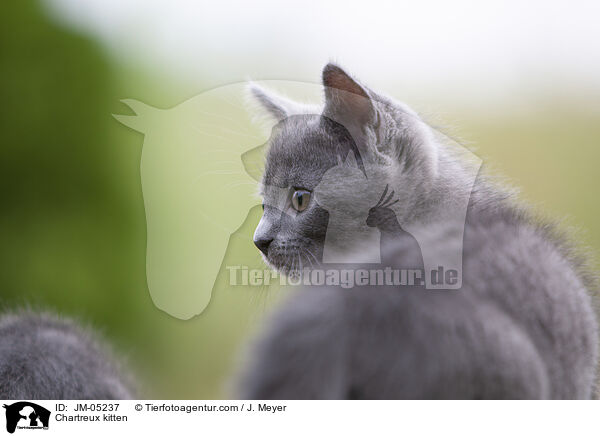 Chartreux kitten / JM-05237
