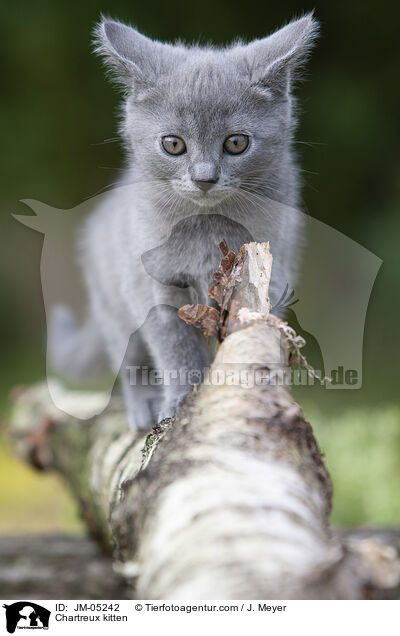 Chartreux kitten / JM-05242