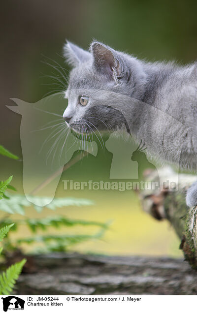Chartreux kitten / JM-05244