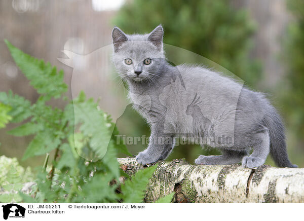 Chartreux kitten / JM-05251