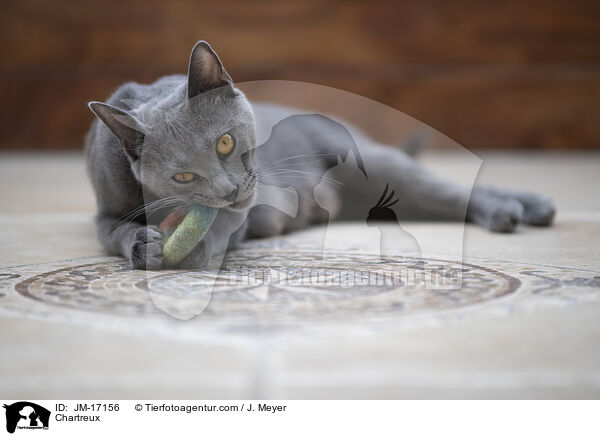 Chartreux / Chartreux / JM-17156