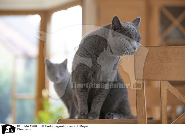 Chartreux / Chartreux / JM-21288