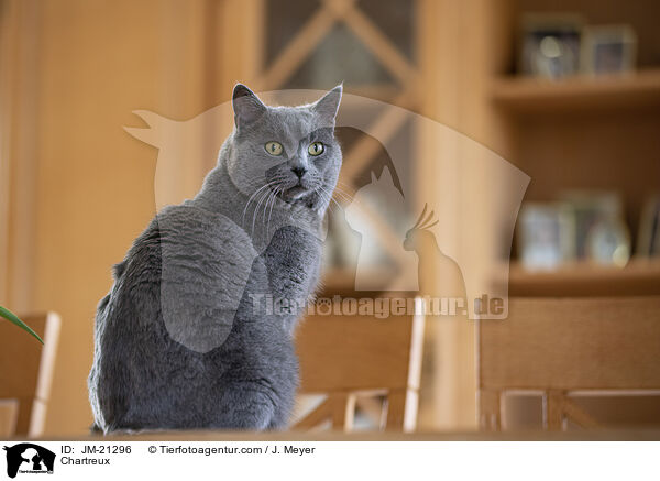 Chartreux / Chartreux / JM-21296