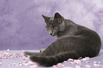 Chartreux