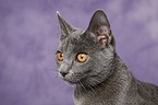 Chartreux