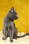 Chartreux