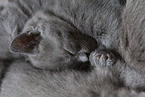 Chartreux kitten