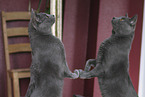 Chartreux