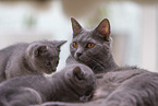 Chartreux