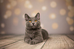 Chartreux