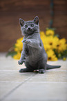 Chartreux