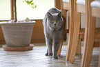 Chartreux