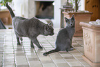 Chartreux