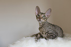 Cornish Rex kitten