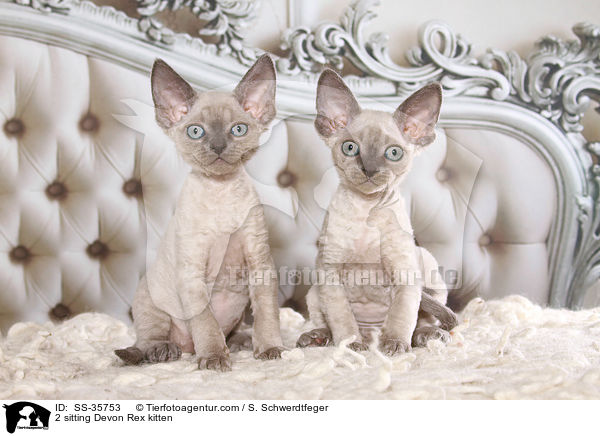 2 sitzende Devon Rex Ktzchen / 2 sitting Devon Rex kitten / SS-35753