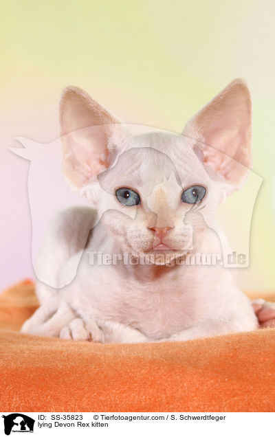 lying Devon Rex kitten / SS-35823