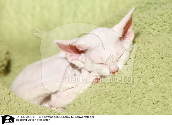 sleeping Devon Rex kitten / SS-35870