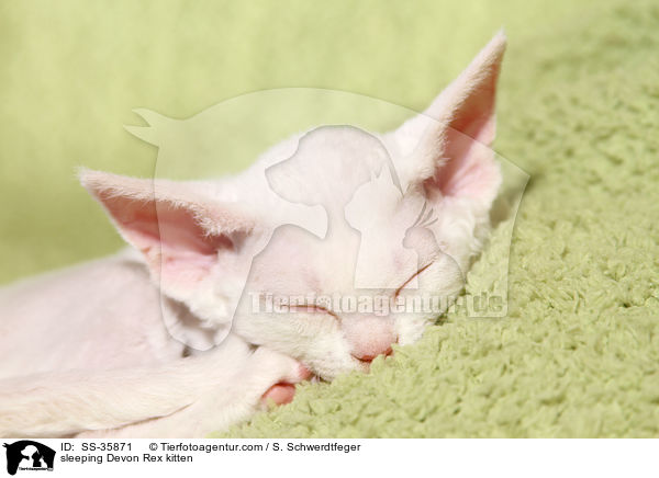 sleeping Devon Rex kitten / SS-35871
